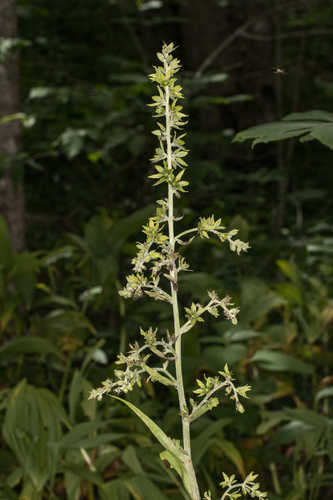 Veratrum viride #2